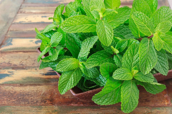 Have Minty Afternoon: Health Benefits of Mint